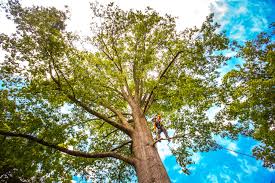 Professional Tree Care in Fruitdale, CA