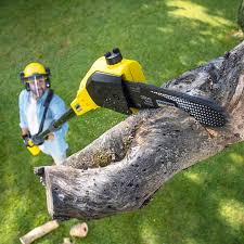 Best Tree Maintenance Programs  in Fruitdale, CA