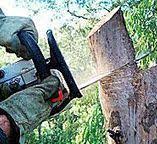 Best Leaf Removal  in Fruitdale, CA
