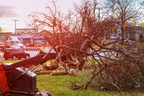Best Tree Risk Assessment  in Fruitdale, CA
