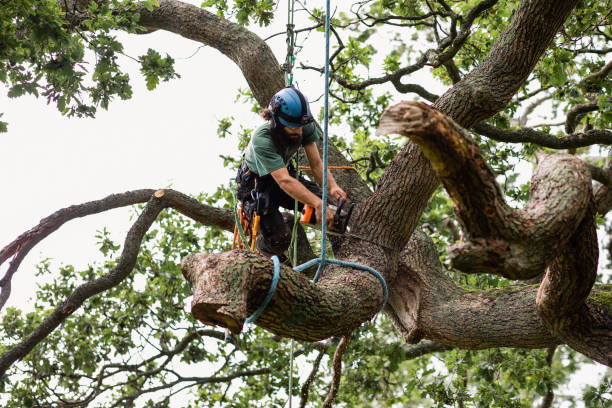  Fruitdale, CA Tree Care Pros