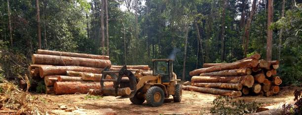 How Our Tree Care Process Works  in  Fruitdale, CA