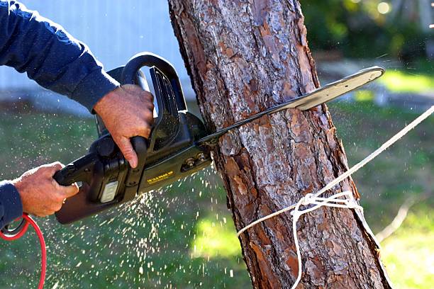 Best Tree Health Inspection  in Fruitdale, CA