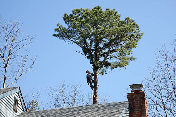 Best Tree and Shrub Care  in Fruitdale, CA
