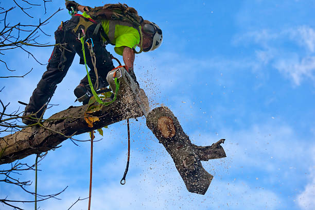 Best Tree Mulching  in Fruitdale, CA