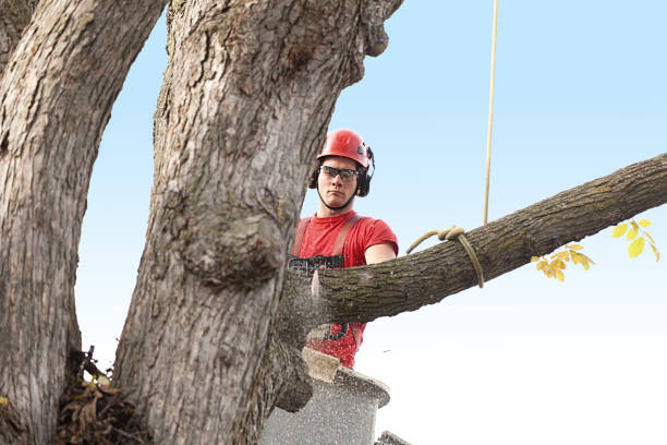 Best Lawn Maintenance Plans  in Fruitdale, CA